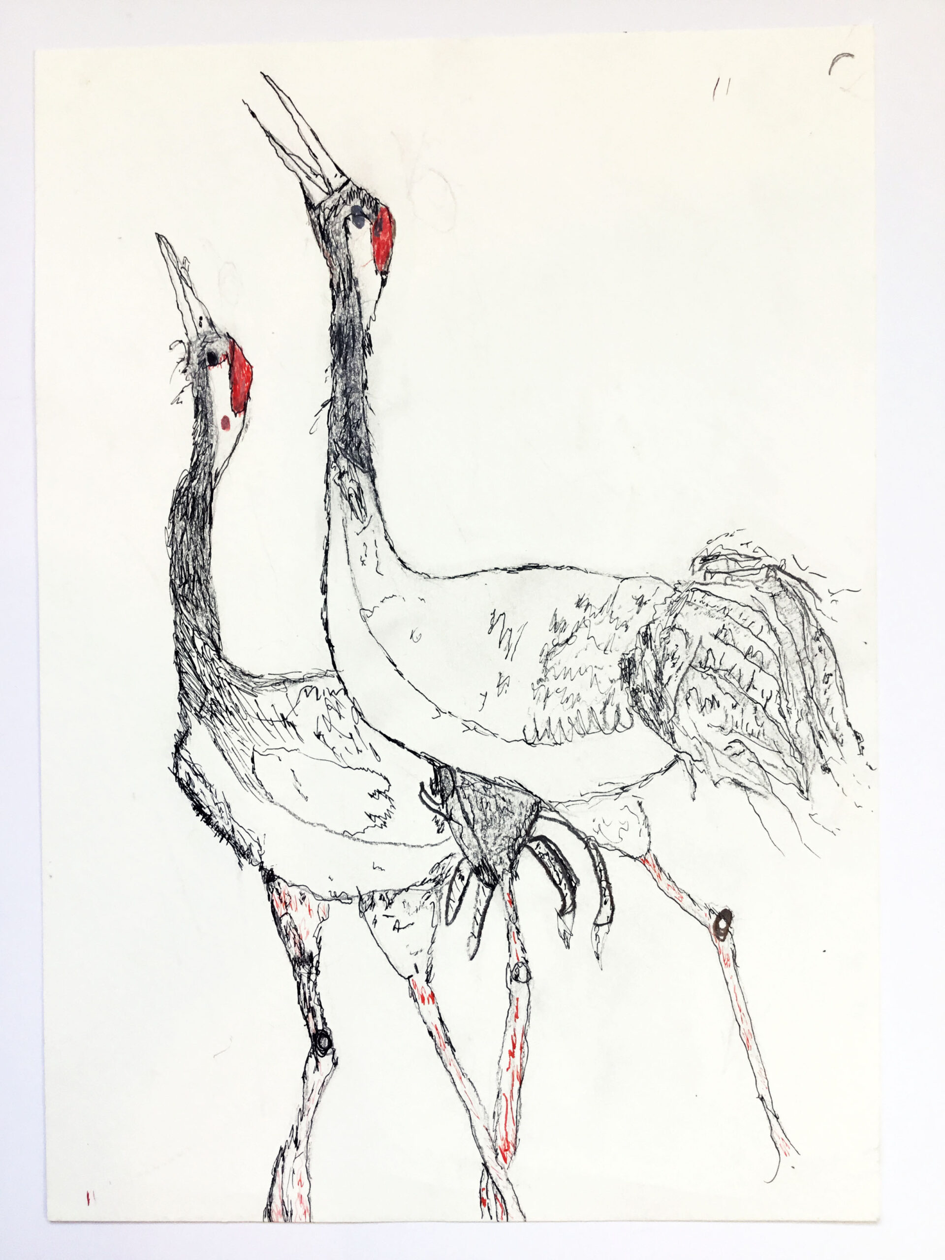 A drawing of two birds side by side.
