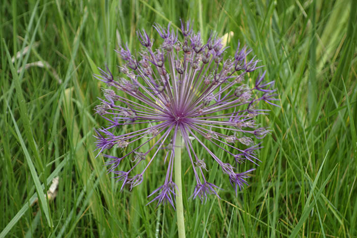 A close-up photograph of an allium flower.